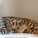Image for article titled Why House Cats Generally Don't Care (About You)